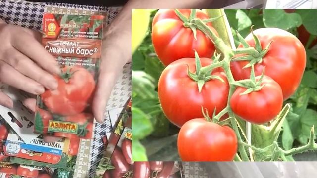 Лучшие сорта томатов, которые я буду сеять в этом году смотреть онлайн