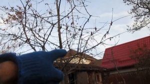 КАК ПРОСТО СНИЗИТЬ КРОНУ У ЧЕРЕШНИ