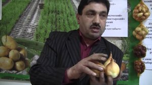 Лук-шалот Романа Алыева. КФХ Надежда