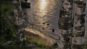 БЕРЕЗКА.  Евгений Мартынов