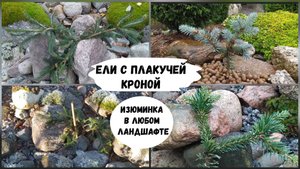 Ели с плакучей кроной - изюминка в любом ландшафте.( 2022 г.)