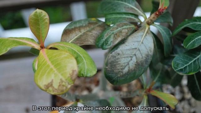 Адениум обесум — описание и уход дома смотреть онлайн