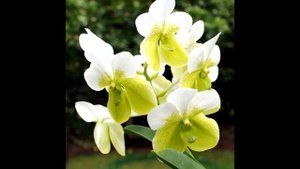 Vanda sanderiana f alba
