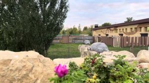 VLOG | В Казанский зоопарк привезли слона