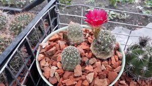 Сколько растений оставить с посева ?  Кактусы цветут . Lobivia  . Бегаем спорт под дождём.