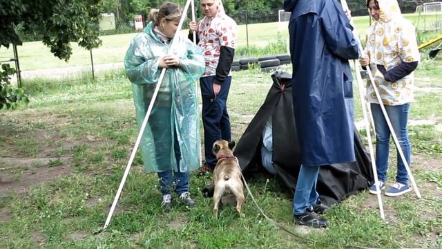 Проверка ориентировочной реакции. Фр. Бульдог Атом смотреть онлайн