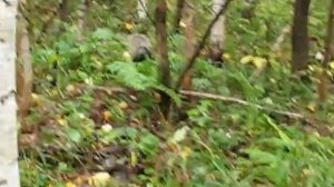 ЗСЛ Белка (6 месяцев) Первый барсук