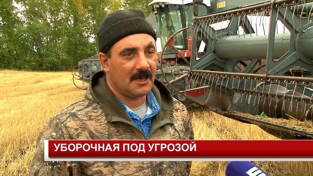 УБОРОЧНАЯ ПОД УГРОЗОЙ