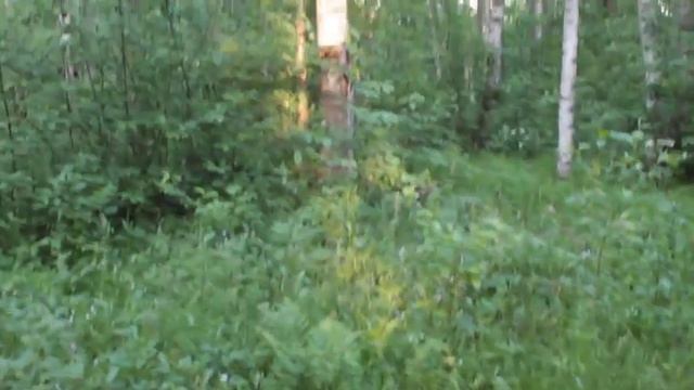 Вафля из Сирина смотреть онлайн