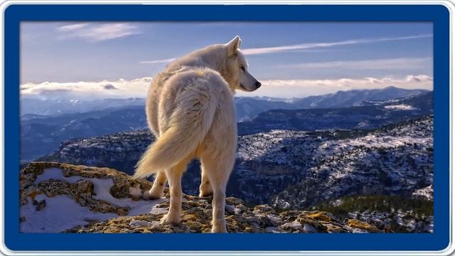 Немецкая классическая философия. Видеоурок по обществознанию 11 класс смотреть онлайн