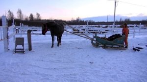 Приучаем лошадь к саням и оглоблям.