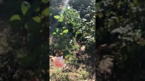 Самая любимая роза Девида Остина