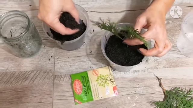 Туя.Как посадить тую из черенка