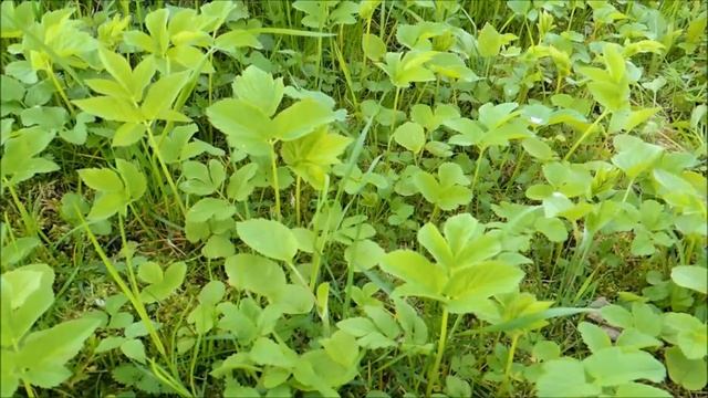 Сныть обыкновенная смотреть онлайн