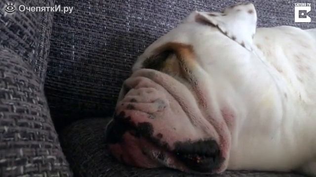 Собака храпит и булькает смотреть онлайн