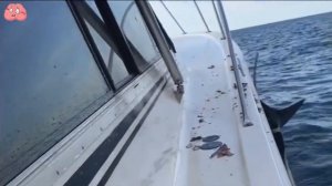 Incredible Footage: Ocean Monster Attacks Boat