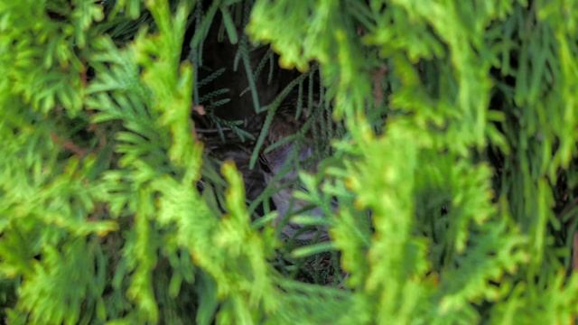 Птички свили гнездо в туе)) целая семья за которой мне удалось понаблюдать смотреть онлайн