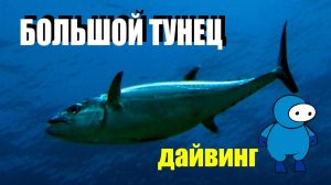 Тунцы на Jackfish alley