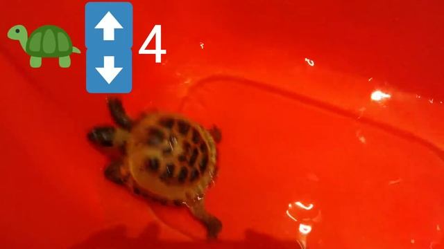 Правильное✔️ КУПАНИЕ сухопутных ЧЕРЕПАХ смотреть онлайн