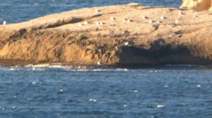 Panasonic Lumix DMC FZ80/82 + Telephoto DMW-LT55 1.7x (Unboxing & Samples) [4K]