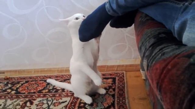 Странное и ЖУТКОЕ поведение кошек!