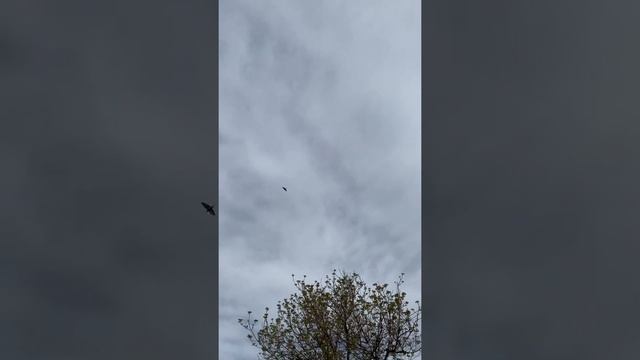 Агасиевские бойные голуби молодеж. Николая Буглова Ростовская облость. смотреть онлайн