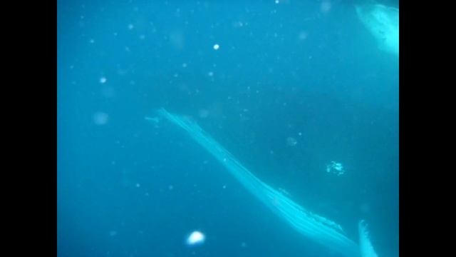 Горбатые киты в Доминикане, Silver Bank смотреть онлайн