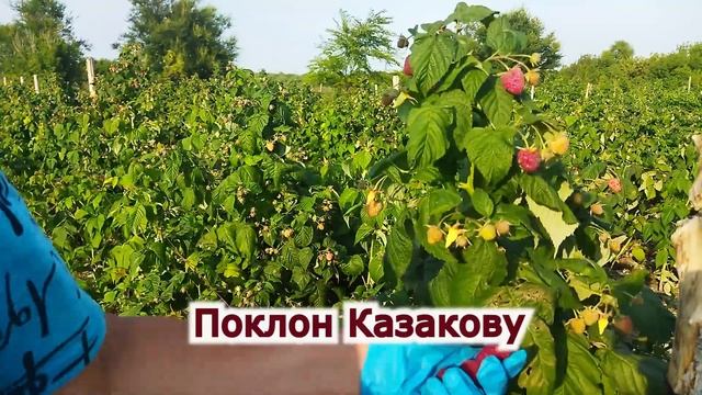 Саженцы ежевики и малины с дегустацией ягоды. Пригород Воронежа.