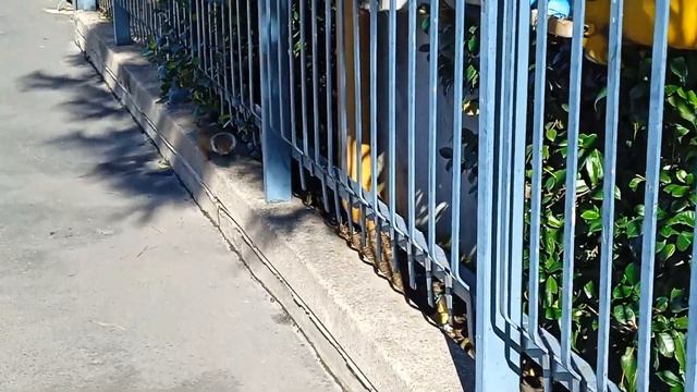 БЕЛОЧКИ-"ПОПРОШАЙКИ"!???️?? смотреть онлайн