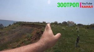 Оползень Кошары. Одесская область. Тилигульский лиман. Устрицы Скифии. Природа. Коблево.  #зоотроп