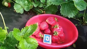 #садовая#земляника#Азия#