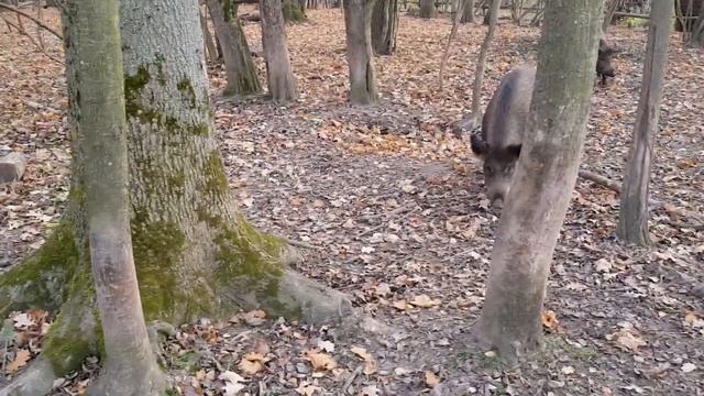 ЗСЛ Герда 5 месяцев, первая притравка по кабану. смотреть онлайн