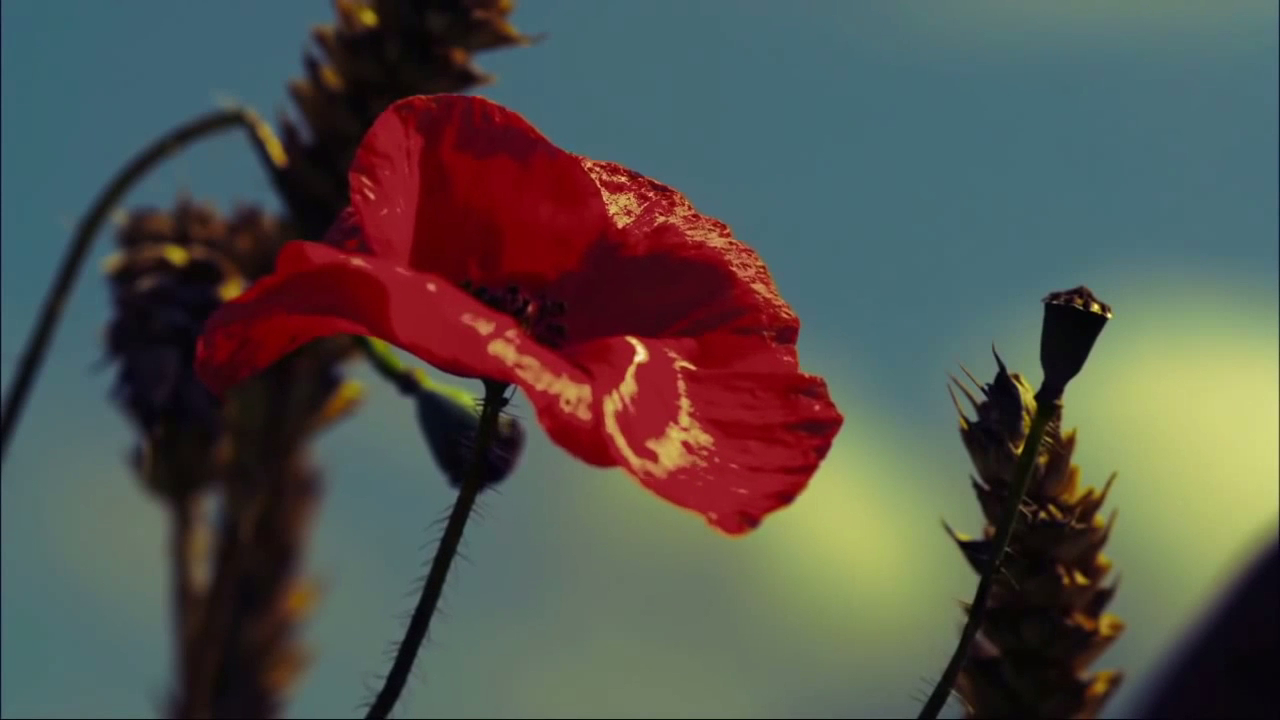 совершенный бог песня