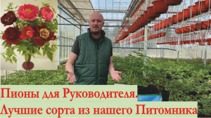 Пионы для Директора Компании