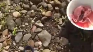 Пермский край, река Колва 2020