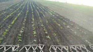 Боронования по всходам подсолнечника 2019.