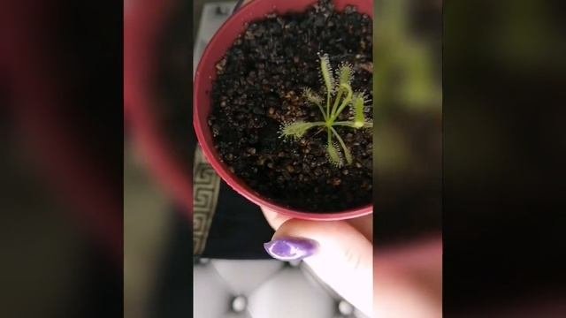 Обзорчик насекомоядных растений
