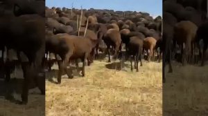 Баранина Продажа Живым весом и Мясом Халяль.