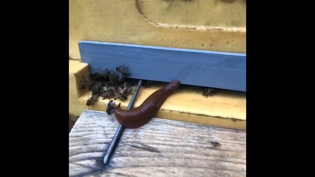 Слизни Атакуют Ульи смотреть онлайн