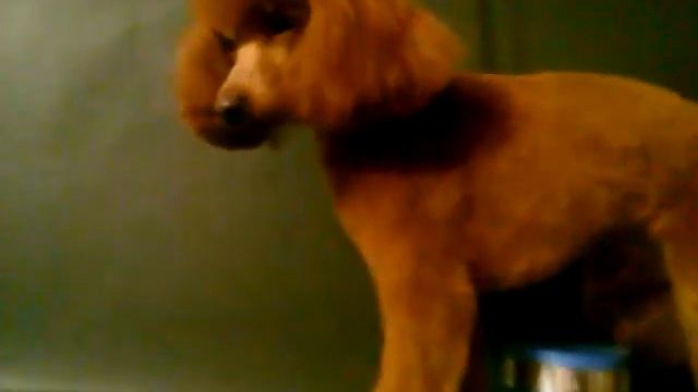 пудель после стрижки дремлет стоит смотреть онлайн