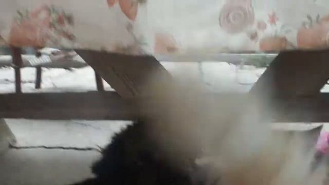 Sweet love cat and dog... Любовь двух сердец кошки и собаки смотреть онлайн