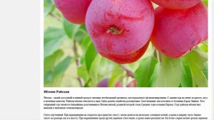 Яблоня Райская Аляска, СЕМЕНА 5 шт Семена плодовых и декоративных растений
