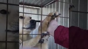 Видеофакт: Зоозащитница призывает "посмотреть в глаза собакам" из пункта передержки животных