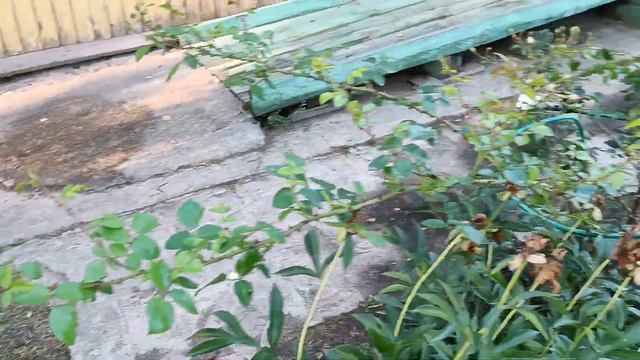 Неизвестный сорт кустовой  розы бело - алого цвета с приятным ароматом, начал единичное цветение.