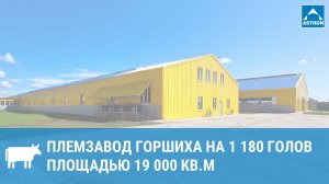 Племзавод Горшиха на 1180 голов в Ярославской обл.