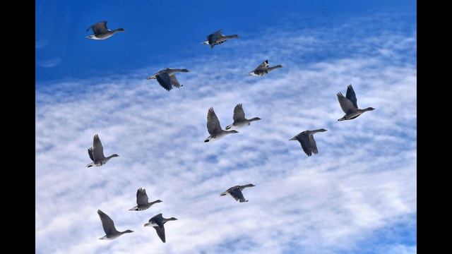 Легенда о любви перелетных птиц... смотреть онлайн