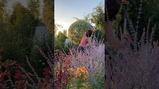 Моя садівнича цирюльня✂️Обрізка влітку Stihl/ Gardena смотреть онлайн