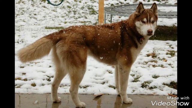 Порода «Хаски»// Наши сибирские друзья)// Собачья Жизнь :D смотреть онлайн