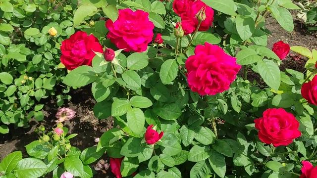 L D Braithwaite обильное цветение 2021. смотреть онлайн