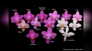 Орхидея-звёздочка (Phalaenopsis equestris )